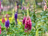 Lupine verovert de Nederlandse tuin dit seizoen