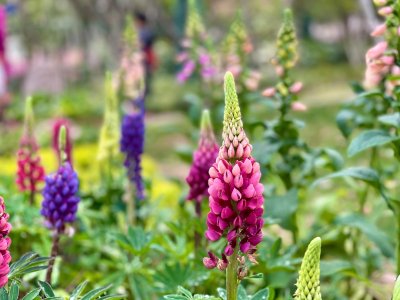 Lupine verovert de Nederlandse tuin dit seizoen